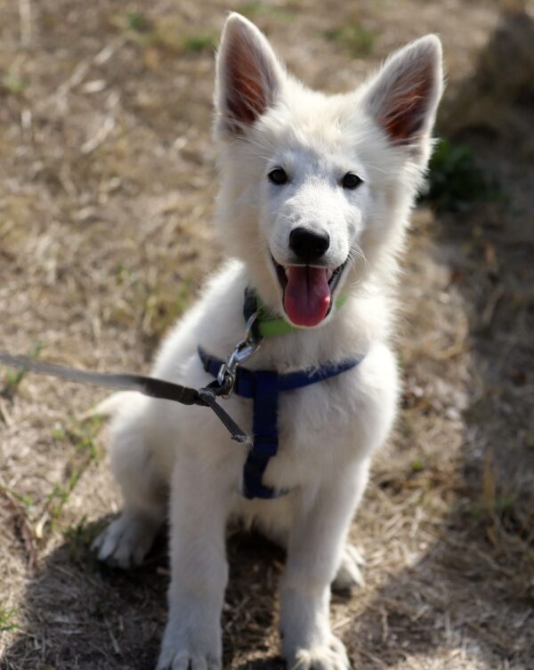 Katran White Swiss Shepherd Katran White Swiss Shepherd