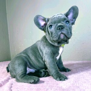 Kendo French Bulldog Kendo French Bulldog