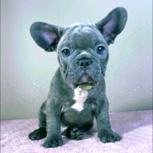 Kendo French Bulldog Kendo French Bulldog