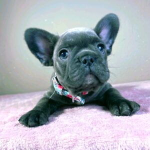 Kenny French Bulldog Kenny French Bulldog