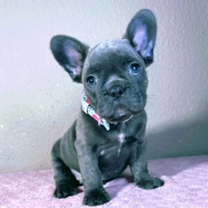 Kenny French Bulldog Kenny French Bulldog