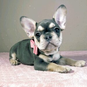 Keyla French Bulldog Keyla French Bulldog