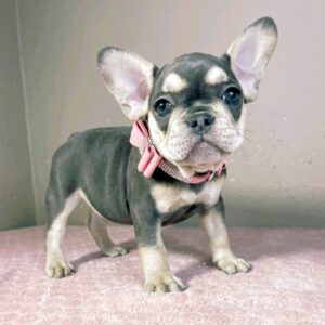 Keyla French Bulldog Keyla French Bulldog