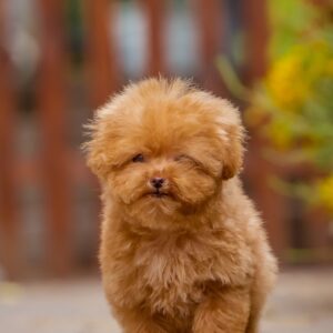 Kiasha Toy Poodle Kiasha Toy Poodle