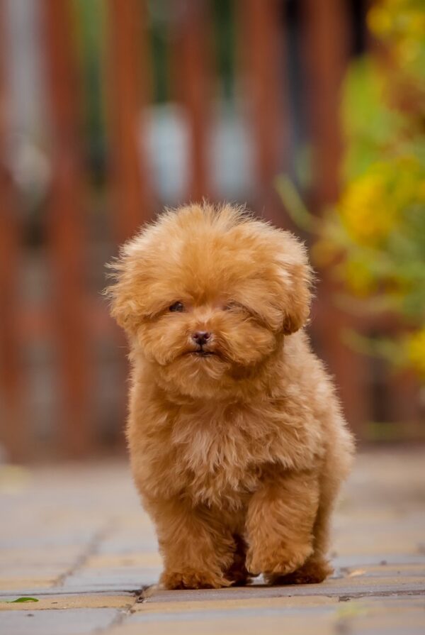 Kiasha Toy Poodle Kiasha Toy Poodle