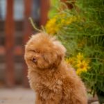Kiasha-female-Toy-Poodle-puppy-for-sale-2