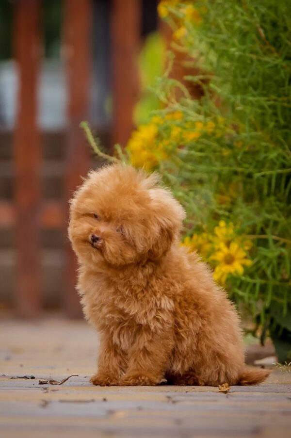 Kiasha Toy Poodle Kiasha Toy Poodle