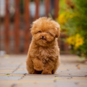 Kiasha Toy Poodle Kiasha Toy Poodle