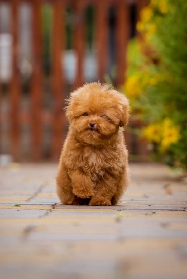 Kiasha Toy Poodle Kiasha Toy Poodle
