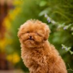 Kiasha-female-Toy-Poodle-puppy-for-sale-4