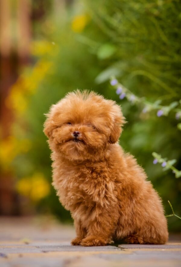 Kiasha Toy Poodle Kiasha Toy Poodle