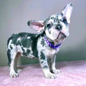 Kito French Bulldog Kito French Bulldog