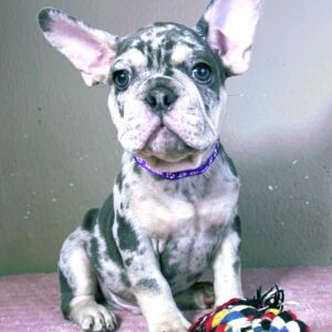 Kito French Bulldog Kito French Bulldog