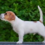 Laid-male-Jack-Russell-Terrier-puppy-for-sale-1 (1)