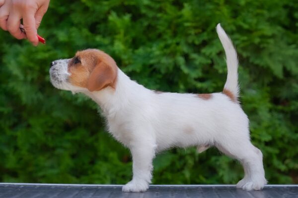Laid Jack Russell Terrier Laid Jack Russell Terrier
