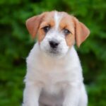 Laid-male-Jack-Russell-Terrier-puppy-for-sale-1 (2)
