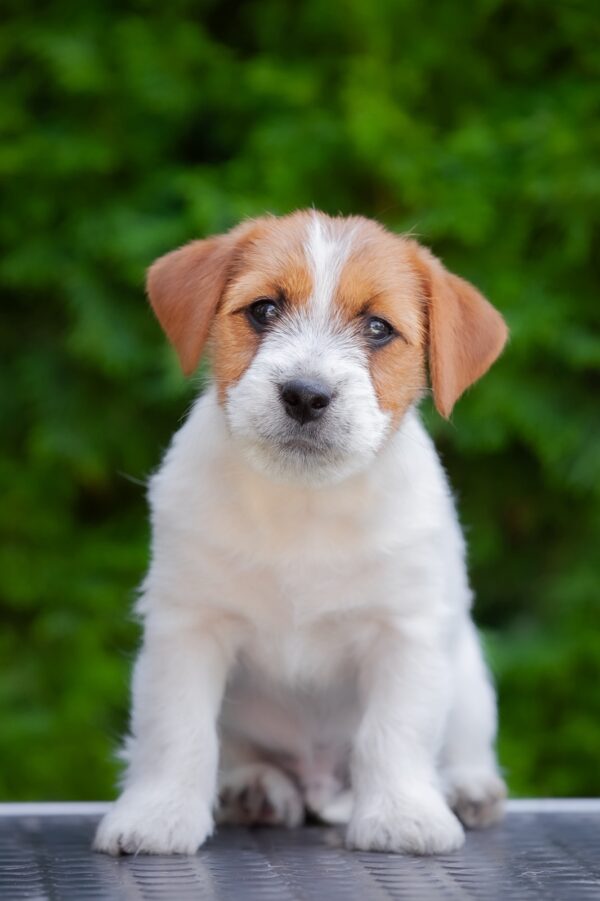 Laid Jack Russell Terrier Laid Jack Russell Terrier