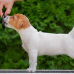 Larma-female-Jack-Russell-Terrier-puppy-for-sale-1 (1)