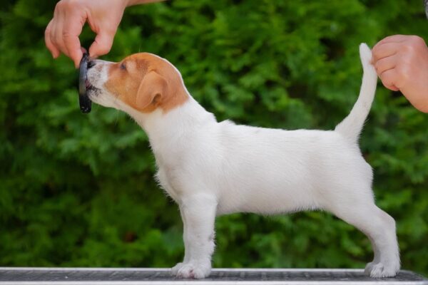 Larma Jack Russell Terrier Larma Jack Russell Terrier
