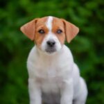 Larma-female-Jack-Russell-Terrier-puppy-for-sale-1 (2)