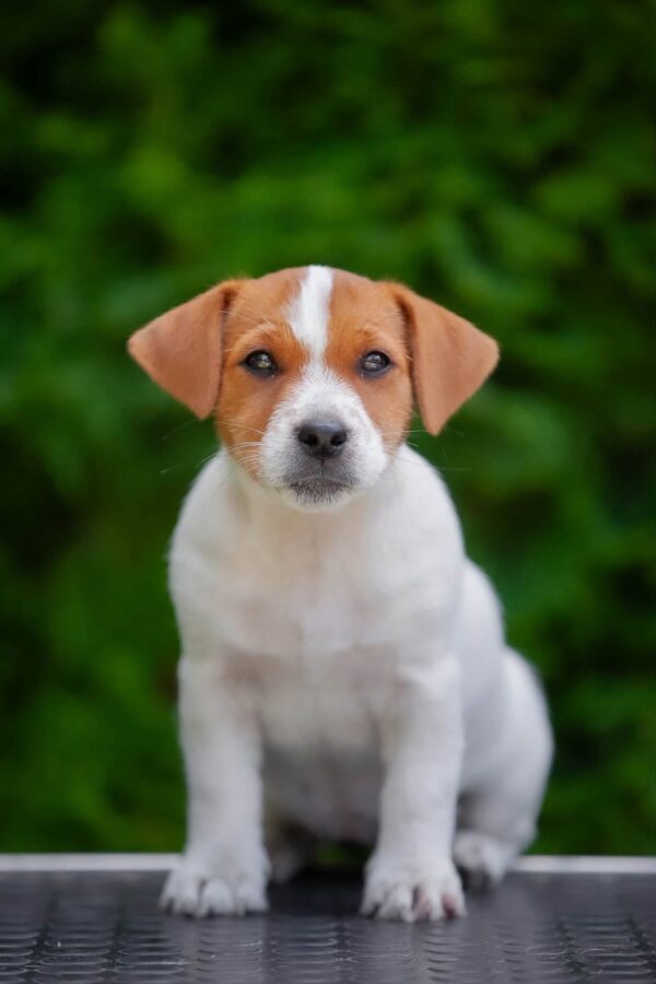 Larma Jack Russell Terrier Larma Jack Russell Terrier