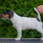Larry-male-Jack-Russell-Terrier-puppy-for-sale-1 (1)