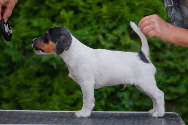 Larry Jack Russell Terrier Larry Jack Russell Terrier