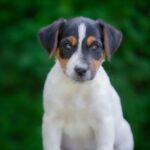 Larry-male-Jack-Russell-Terrier-puppy-for-sale-1 (2)