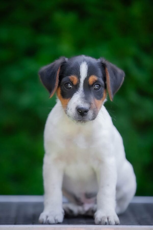 Larry Jack Russell Terrier Larry Jack Russell Terrier