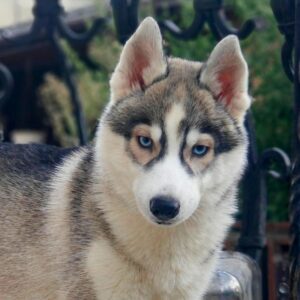 Liata Siberian Husky Liata Siberian Husky