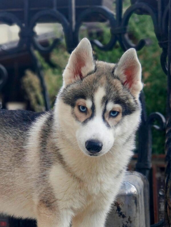 Liata Siberian Husky Liata Siberian Husky