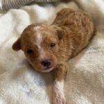 Lorenzo-male-Maltipoo-puppy-for sale-1