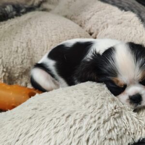 Lulu Cavalier King Charles Spaniel Lulu Cavalier King Charles Spaniel