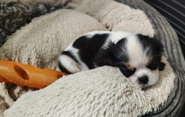 Lulu Cavalier King Charles Spaniel Lulu Cavalier King Charles Spaniel