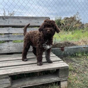 Madeleine Lagotto Romagnolo Madeleine Lagotto Romagnolo