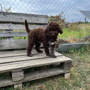 Madeleine Lagotto Romagnolo Madeleine Lagotto Romagnolo