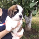 Madlen-female-Saint-Bernard-puppy-for-sale-1 (1)