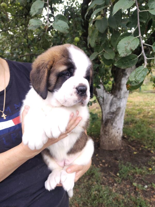 Madlen Saint Bernard Madlen Saint Bernard