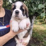 Madlen-female-Saint-Bernard-puppy-for-sale-1 (2)