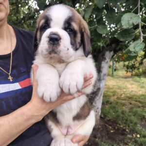 Madlen Saint Bernard Madlen Saint Bernard