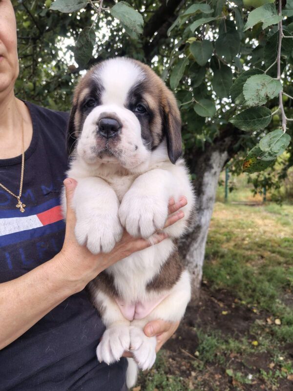 Madlen Saint Bernard Madlen Saint Bernard
