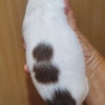 Magnolia-female-Chihuahua-puppy-for-sale-1