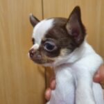 Magnolia-female-Chihuahua-puppy-for-sale-2