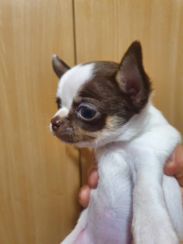 Magnolia Chihuahua Magnolia Chihuahua