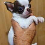Magnolia-female-Chihuahua-puppy-for-sale-3