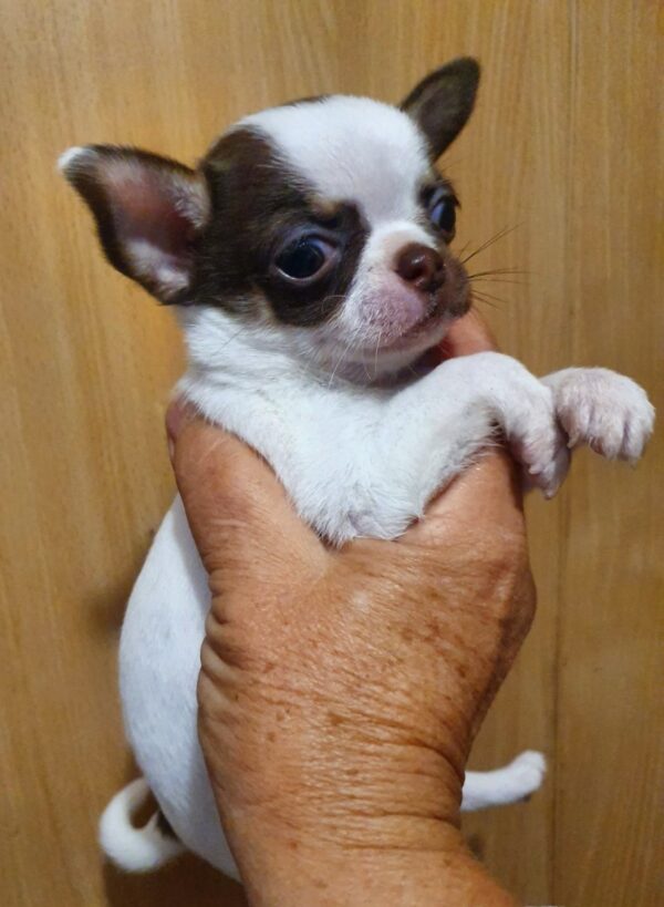 Magnolia Chihuahua Magnolia Chihuahua