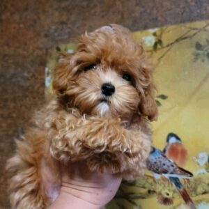 Manis Maltipoo Manis Maltipoo