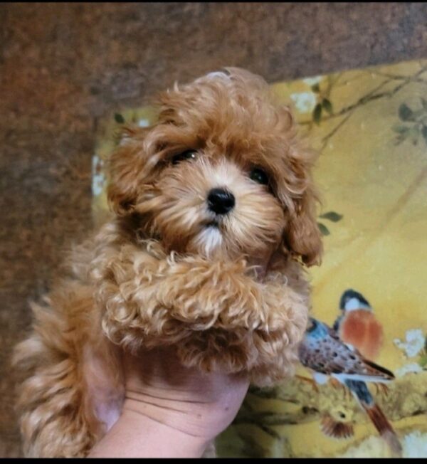 Manis Maltipoo Manis Maltipoo