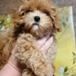 Manis-male-Maltipoo-puppy-for-sale-2