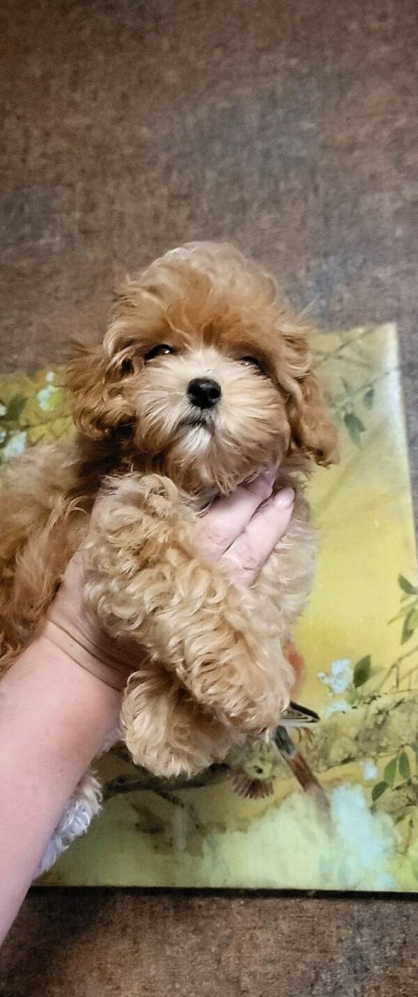 Manis Maltipoo Manis Maltipoo